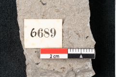 Foto (Detailansicht) von Plantae indet.  (NHMW-GEO-2024-0188-6689)